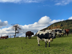 Bilder von Badem&ouml;glichkeiten vom Ferienhaus f&uuml;r Gruppen 07437002 Gruppenhaus TUXERHOF in Österreich A-6215 Achenkirch f&uuml;r Jugendfreizeiten