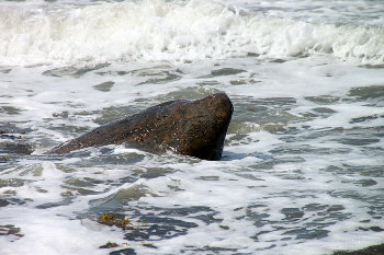 7. Wasser